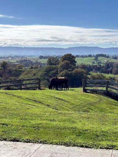 Rolling Waikato farmland views from The Home on the Hill